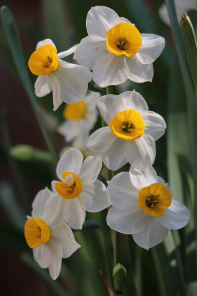 水仙花