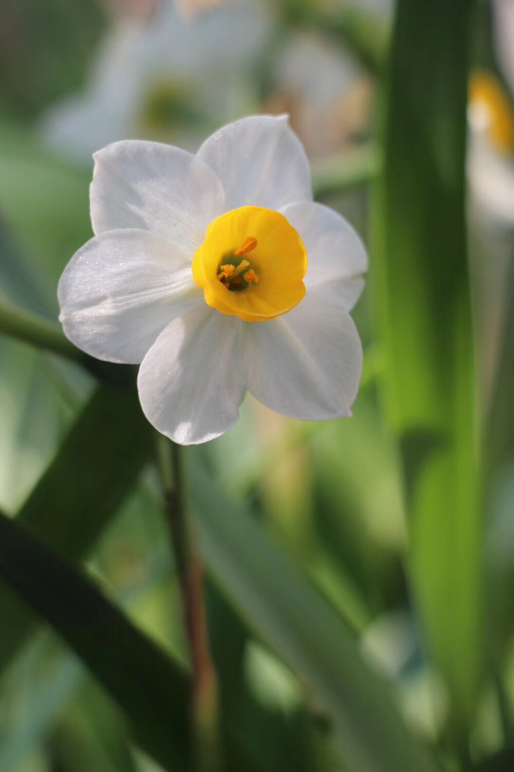 水仙花