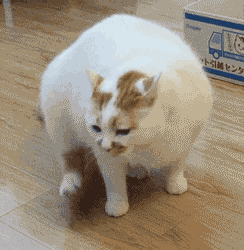 喵星人 GIF 动图 猫 - 堆糖，美图壁纸兴趣社区