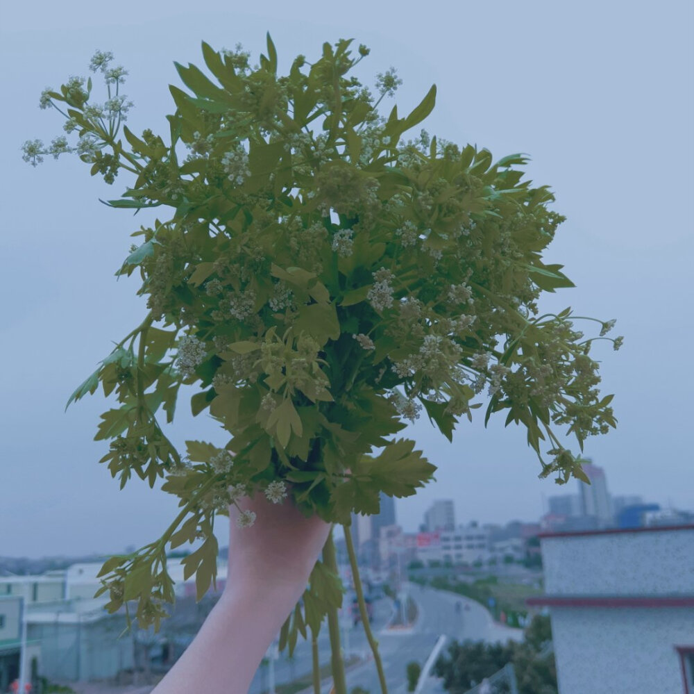 生活随手拍 草莓可以拍 草莓蒂也可以 小时候的穿过的衣衫被我妈收藏了很久 拿出来晾晒 对她来说可是宝贝东西 连当时买的多少钱 谁送的都记得清清楚楚 可是前一天有没有倒垃圾倒是忘得干净 手捧着的是芹菜花 也是我妈种的 后来不要了，给我捧来拍照 其他生活点滴就不赘述了