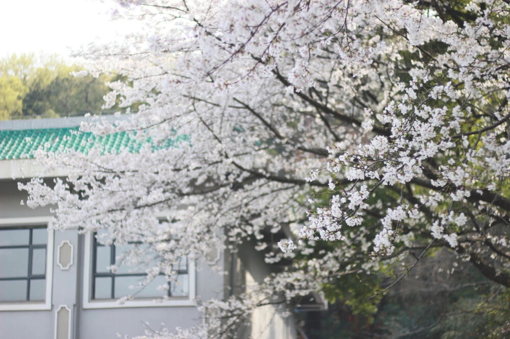 武大樱花，微风拂来，每一个花开的地方，都成了藏在眼底的风景；粉了天空，美了回忆……