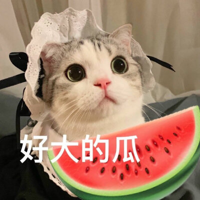 表情包，猫，狗