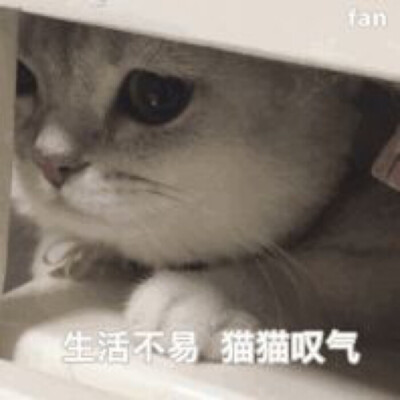 表情包