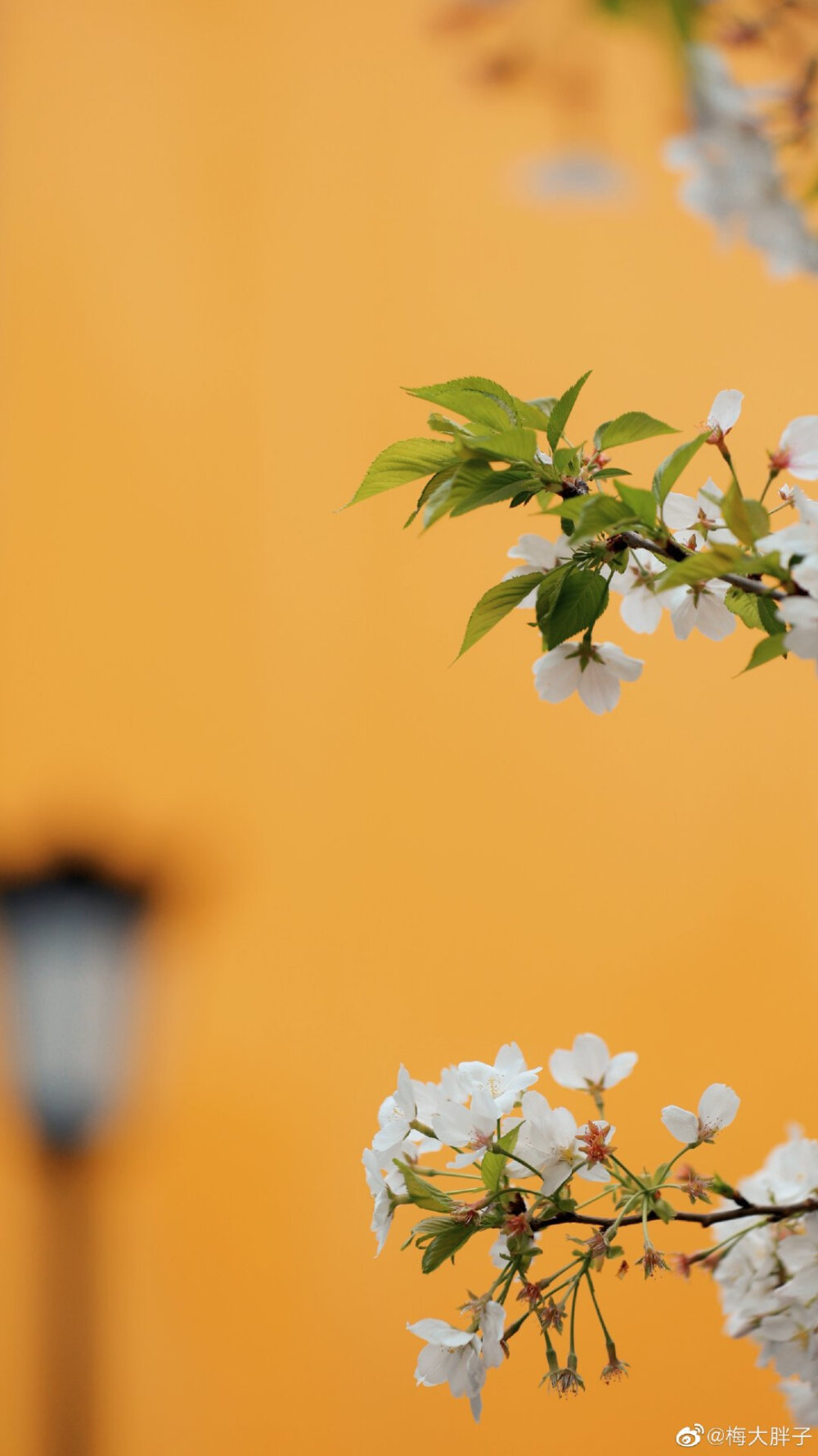 樱花落 | 鸡鸣寺 “最是人间留不住，朱颜辞镜花辞树。”
摄影：@梅大胖子 ​