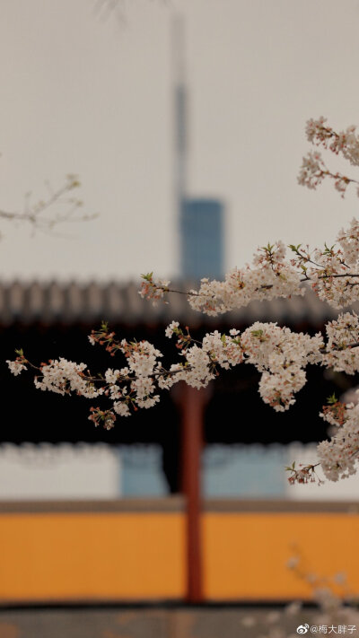 樱花落 | 鸡鸣寺 “最是人间留不住，朱颜辞镜花辞树。”
摄影：@梅大胖子 ​