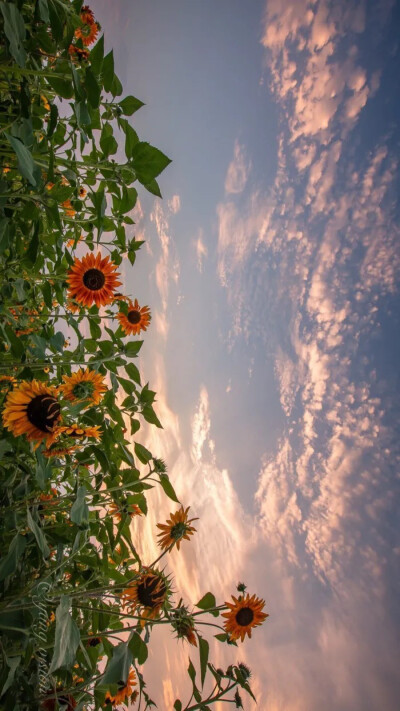 我们都活在夏天