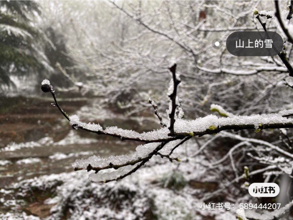 三月飘雪