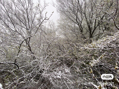 三月飘雪