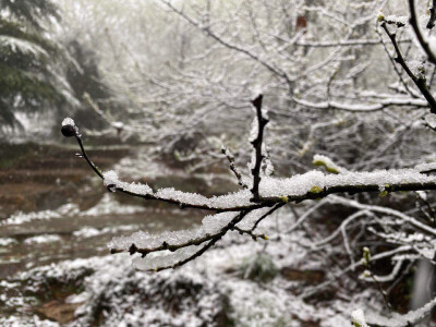 三月飘雪