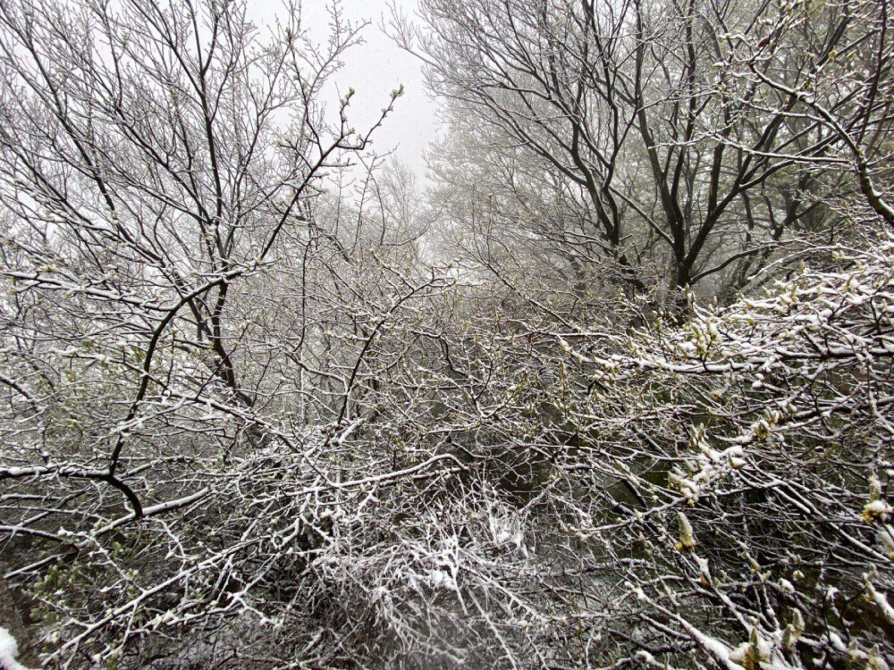 三月飘雪