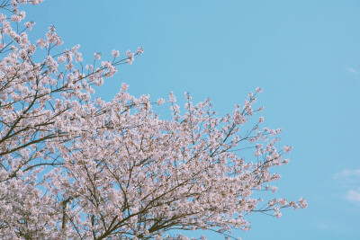 樱花 鼋头渚