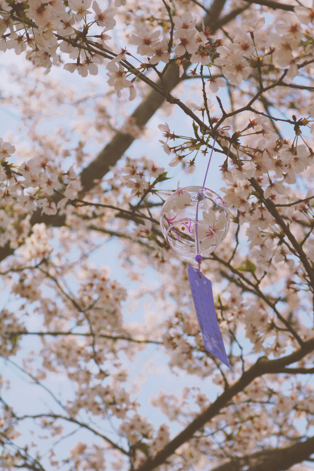 樱花 鼋头渚