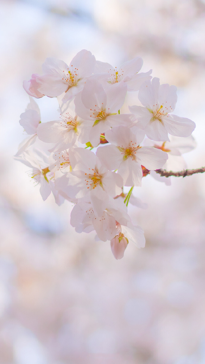 看花的人身上沾满了花香 ​​​​L