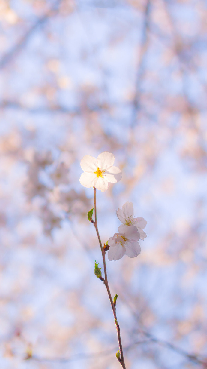 看花的人身上沾满了花香 ​​​​L