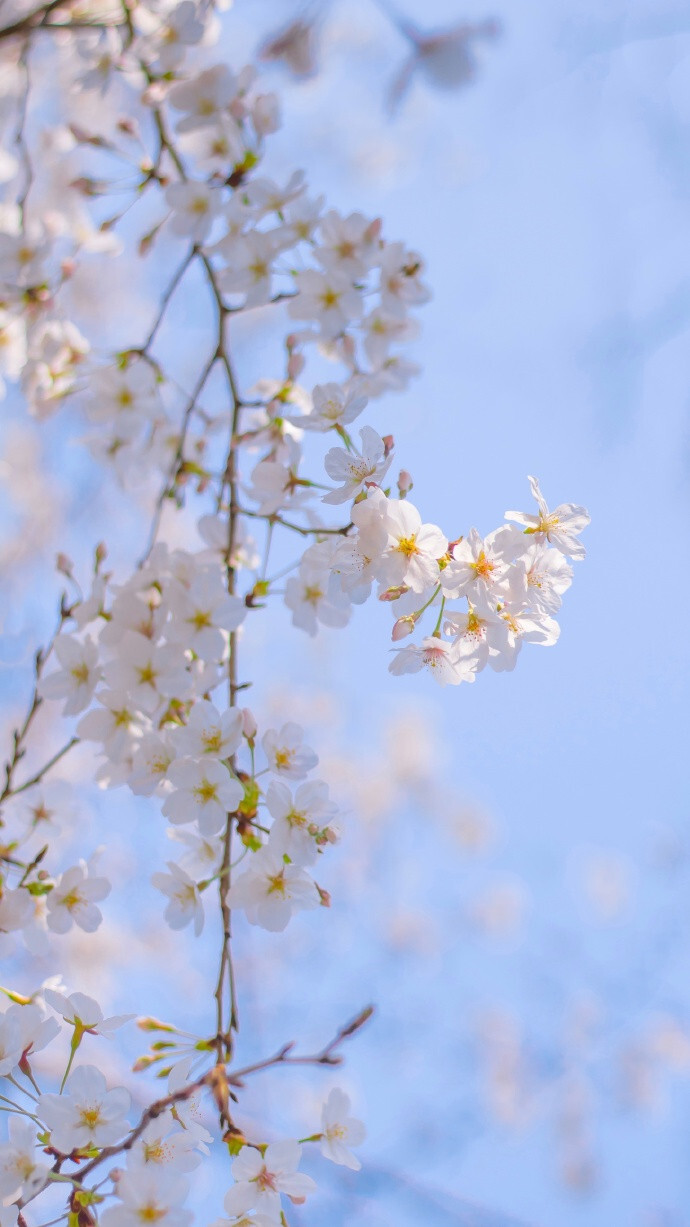 看花的人身上沾满了花香 ​​​​L