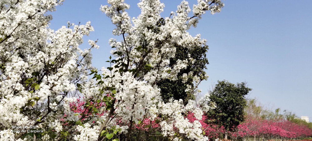 拍照，春天，花朵