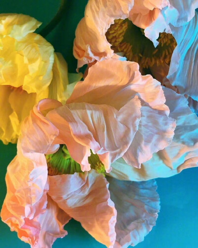 花摄影