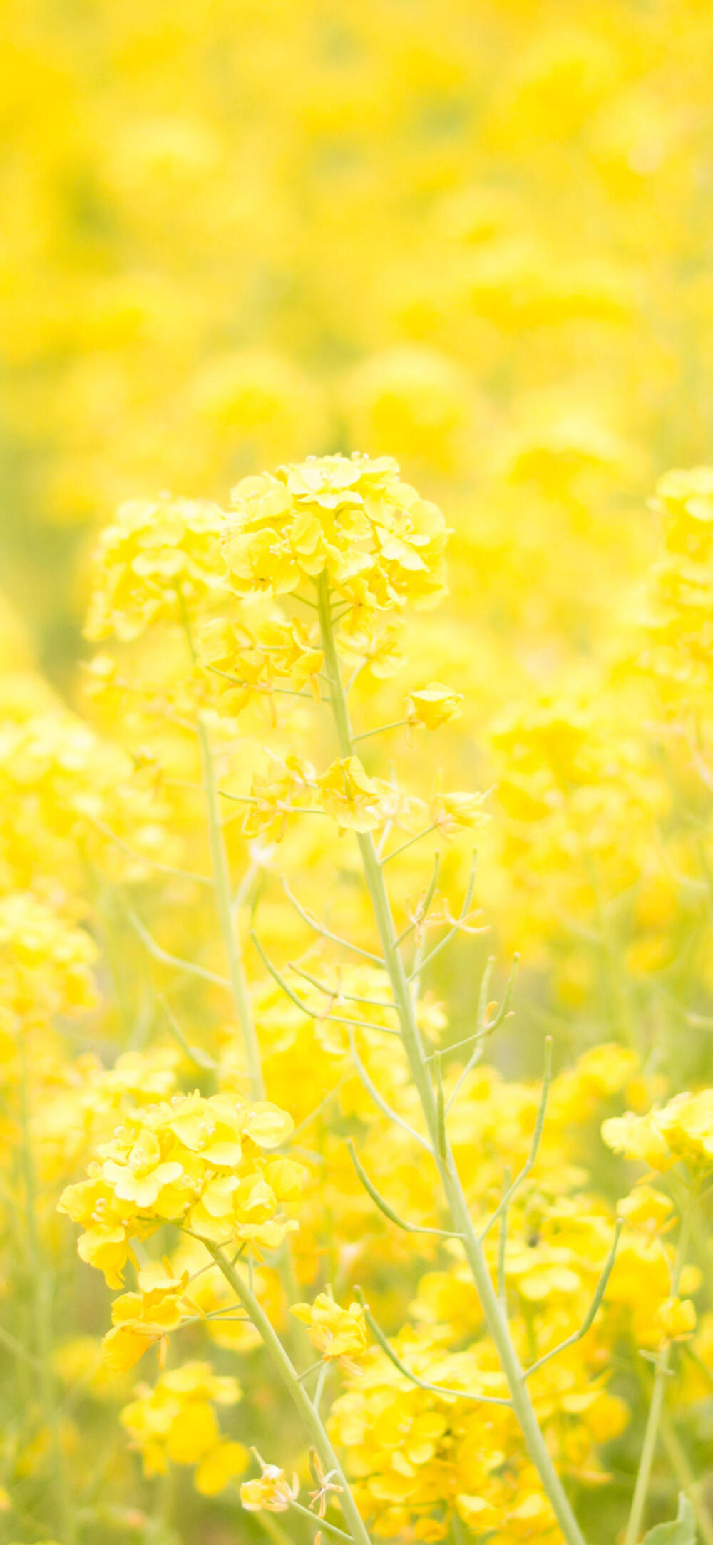 搬运酷安@唐木子
油菜花·春天
壁纸