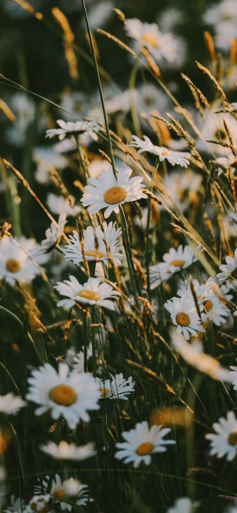 小雏菊|壁纸|背景图