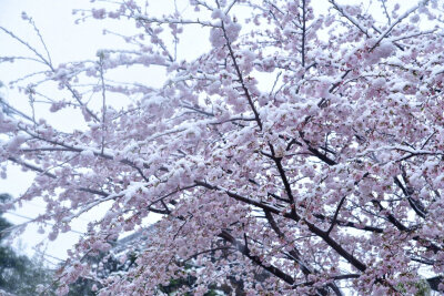 东京时隔51年观测到“樱花满开后积雪” (via.ユキカゼ ポカラン 昭和記念公園)