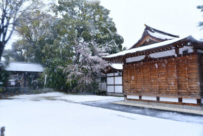 东京时隔51年观测到“樱花满开后积雪” (via.ユキカゼ ポカラン 昭和記念公園)