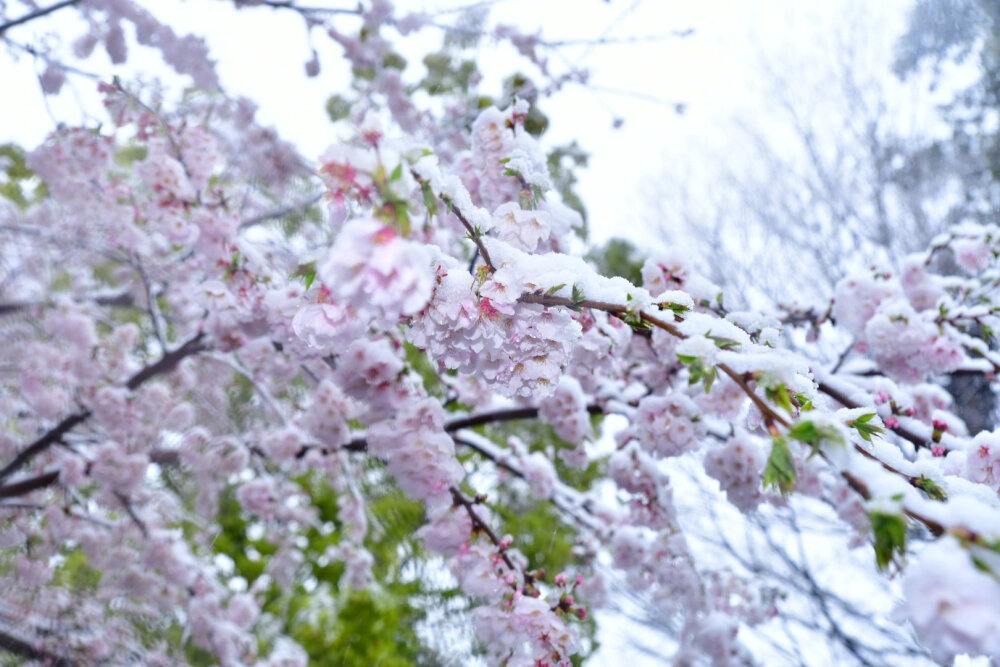 东京时隔51年观测到“樱花满开后积雪” (via.ユキカゼ ポカラン 昭和記念公園)