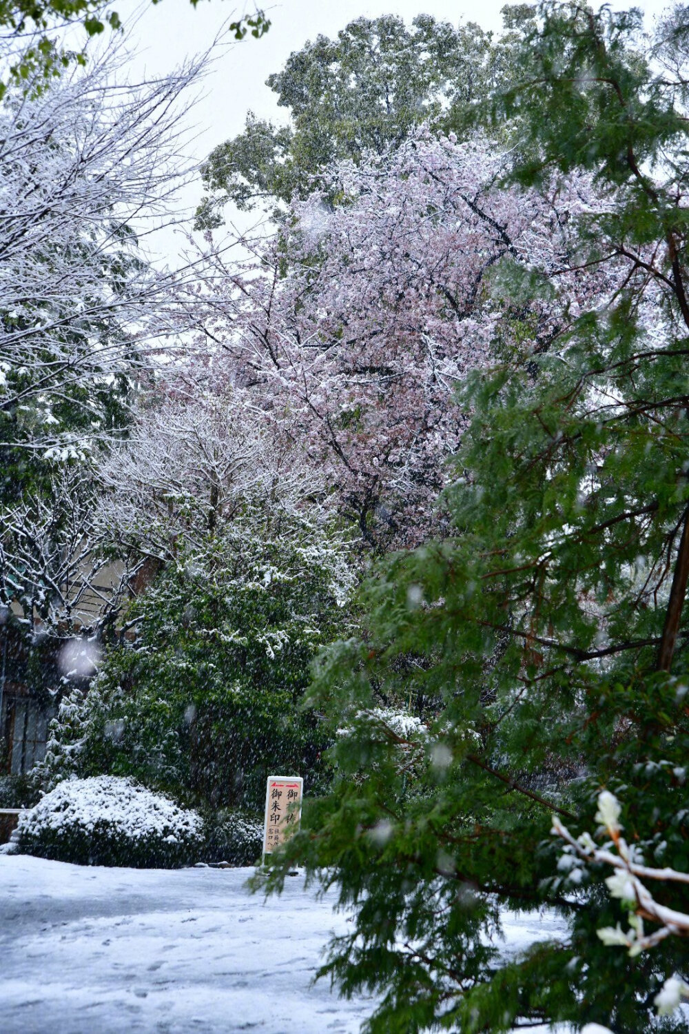 东京时隔51年观测到“樱花满开后积雪” (via.ユキカゼ ポカラン 昭和記念公園)