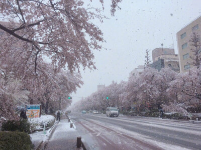 东京时隔51年观测到“樱花满开后积雪” (via.ユキカゼ ポカラン 昭和記念公園)