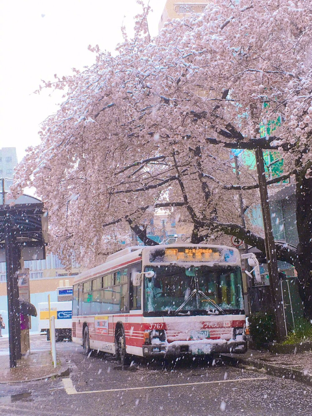 东京时隔51年观测到“樱花满开后积雪” (via.ユキカゼ ポカラン 昭和記念公園)