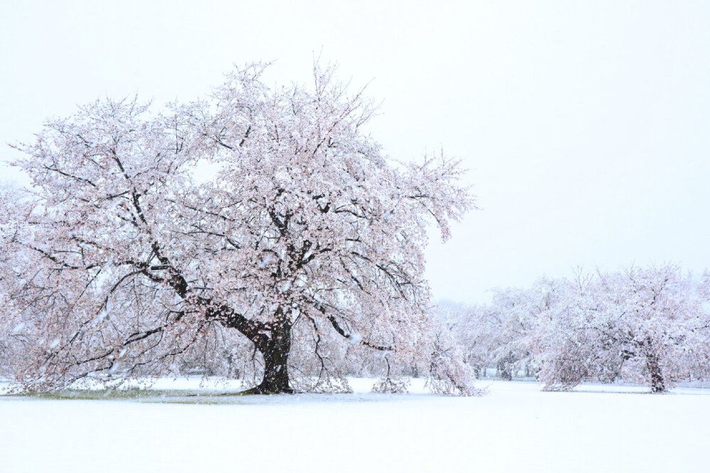 东京时隔51年观测到“樱花满开后积雪” (via.ユキカゼ ポカラン 昭和記念公園)