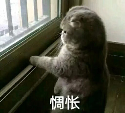 猫GIF