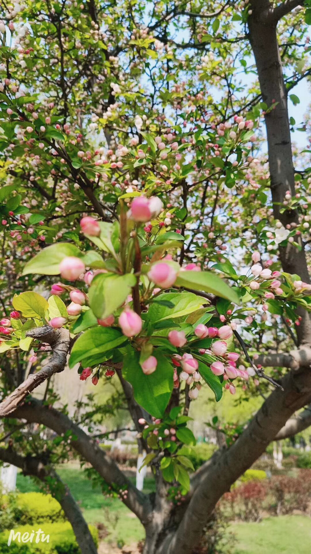 微信上别人发的花花-石家庄3月底