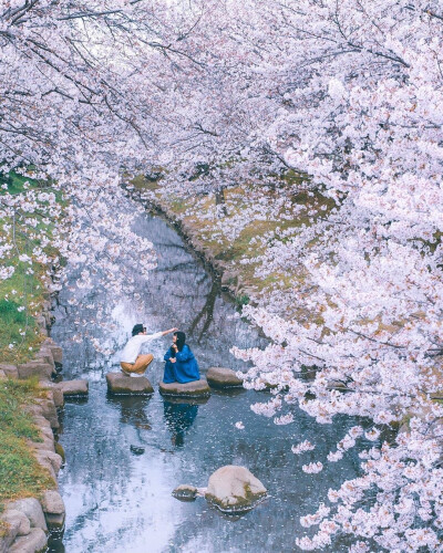 3月29日日本樱花雪??上一次此景为32年前