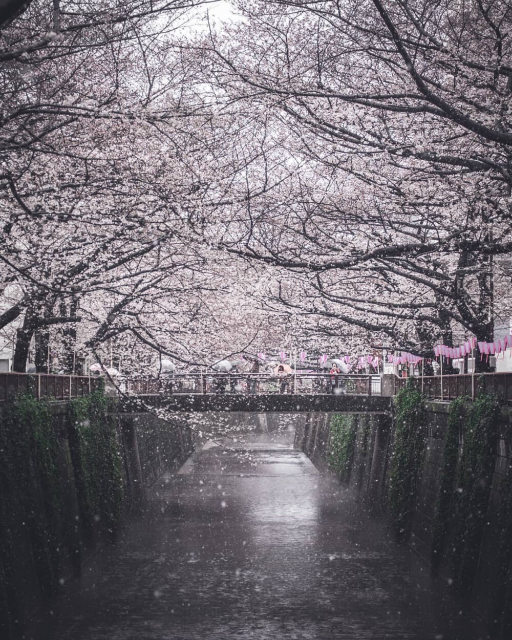 3月29日日本樱花雪??上一次此景为32年前