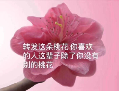 你别想有桃花了