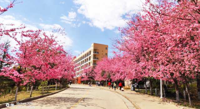 想去武汉大学看樱花(◍˃̶ᗜ˂̶◍)✩