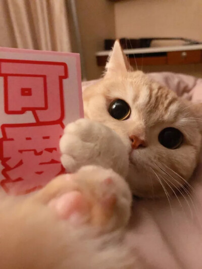 治愈系·猫咪