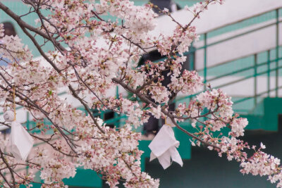 樱花雨