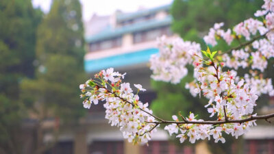 樱花雨