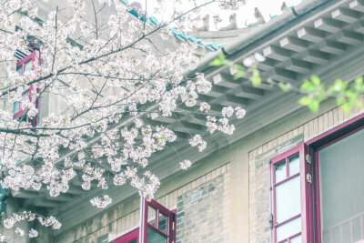 樱花雨