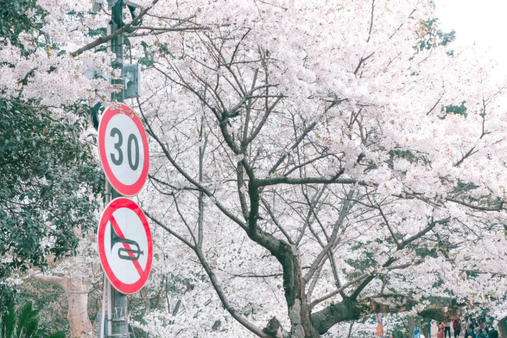 樱花雨