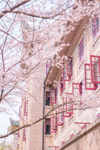 樱花雨