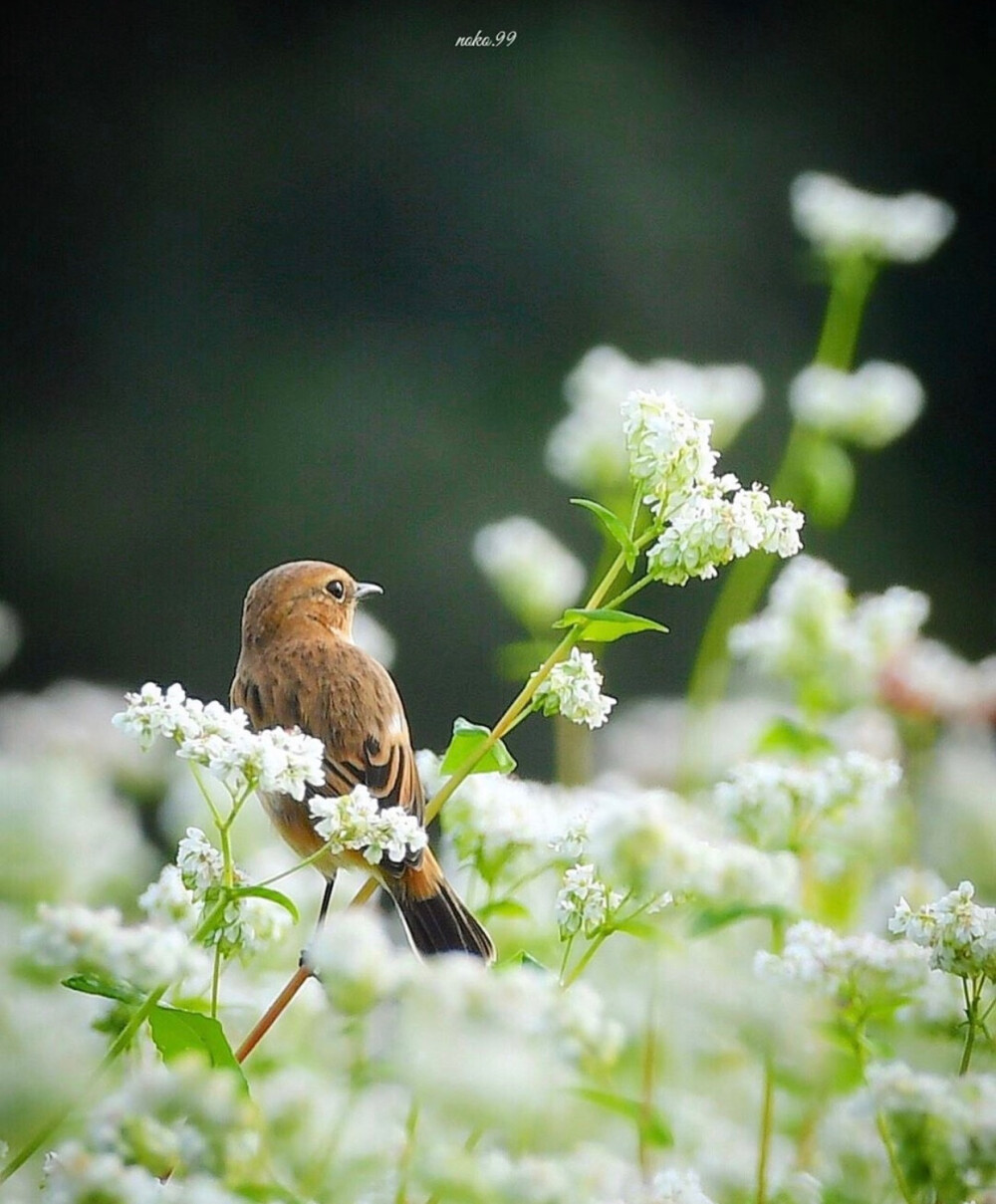 
花