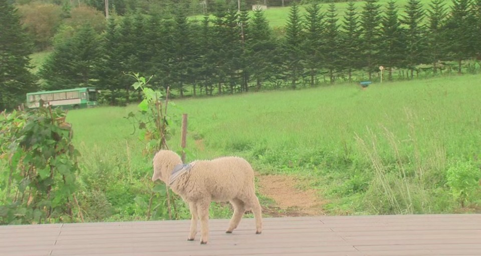 幸福的面包