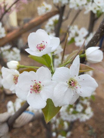 梨花，桃花