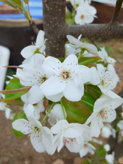 梨花，桃花