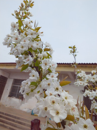 梨花，桃花