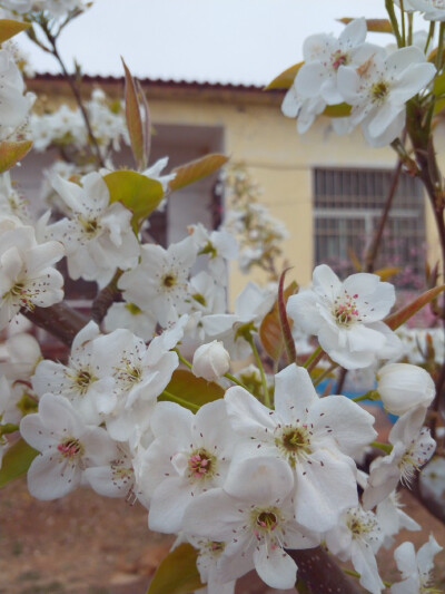 梨花，桃花