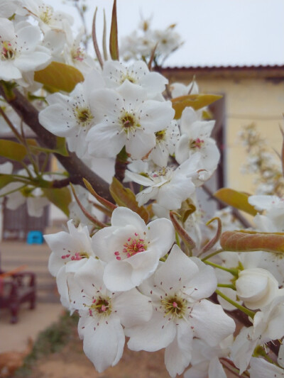 梨花，桃花