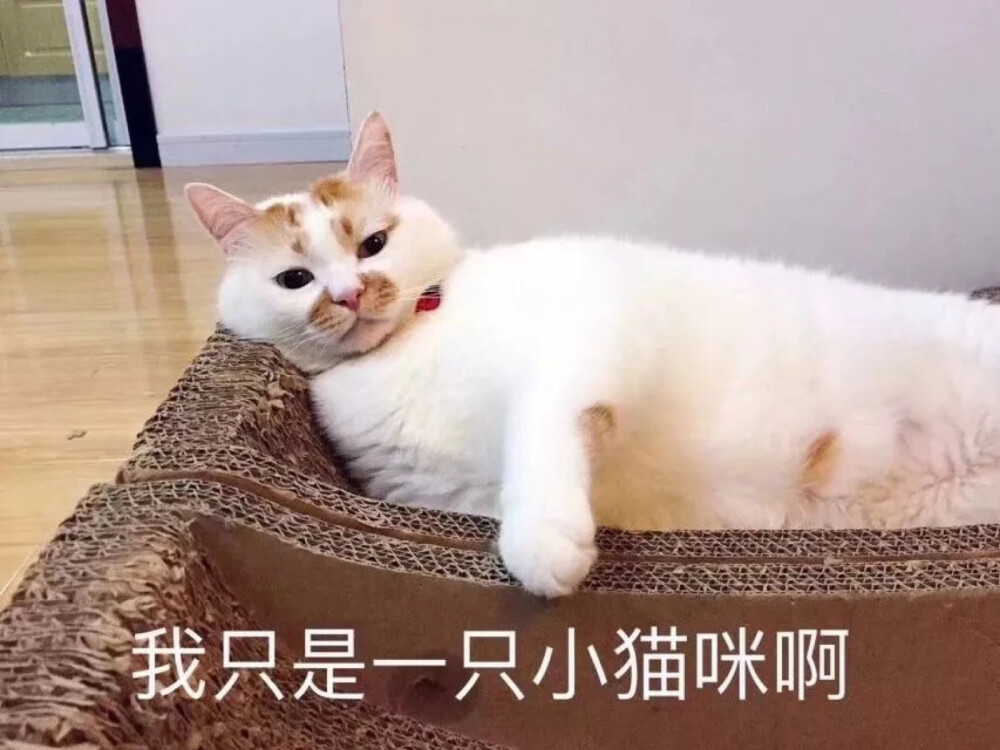 可爱猫猫第三弹